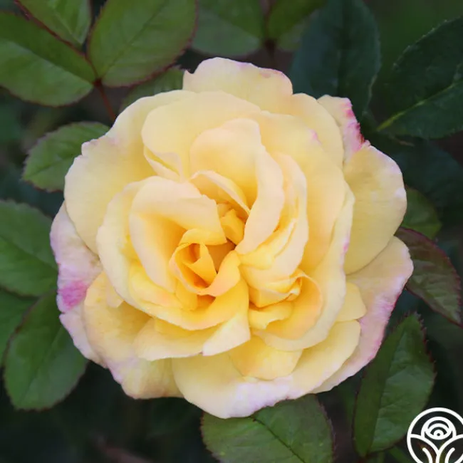 Chinatown®>Heirloom Roses New