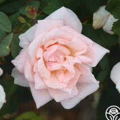 Chorale>Heirloom Roses Clearance