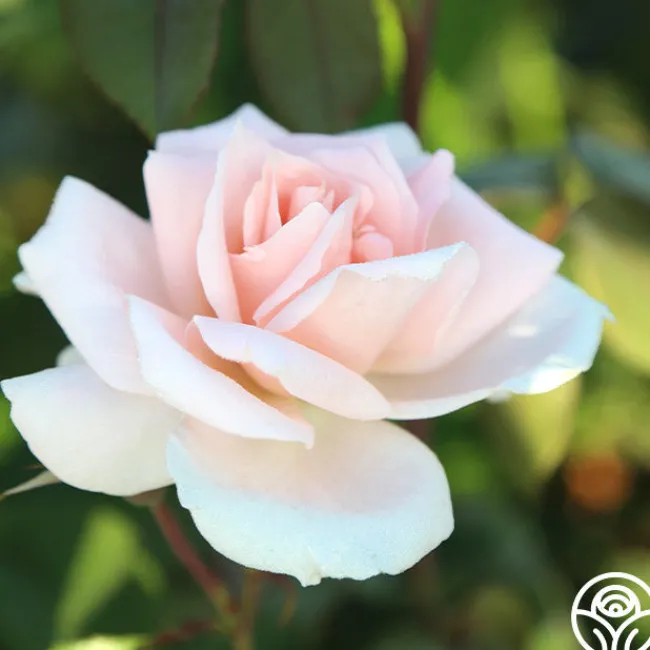 Chorale>Heirloom Roses Clearance