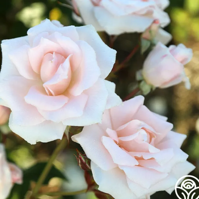 Chorale>Heirloom Roses Clearance