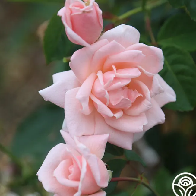 Chorale>Heirloom Roses Clearance