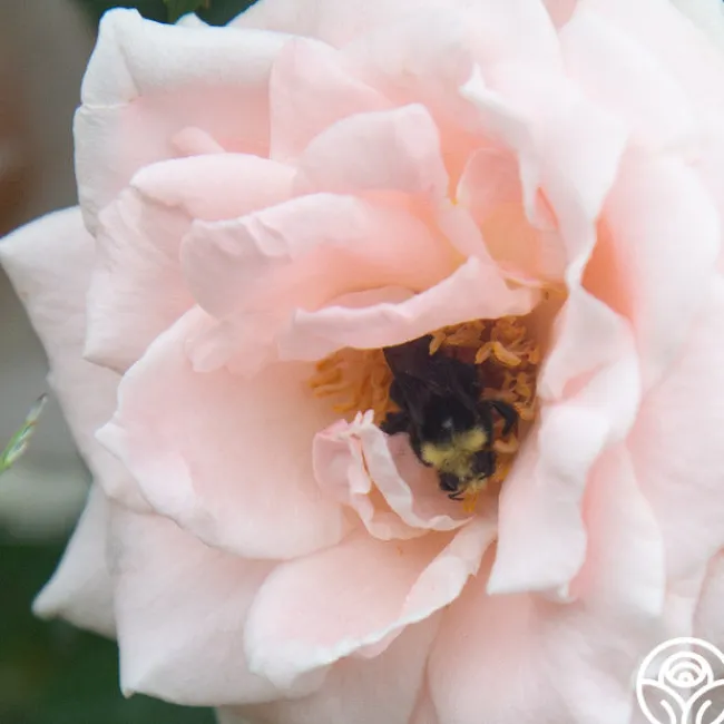 Chorale>Heirloom Roses Clearance