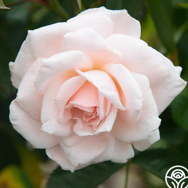 Chorale>Heirloom Roses Clearance