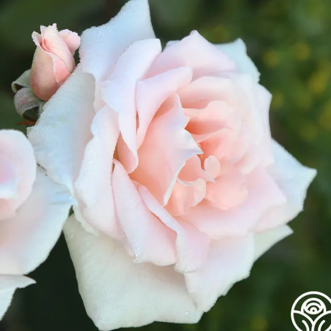 Chorale>Heirloom Roses Clearance