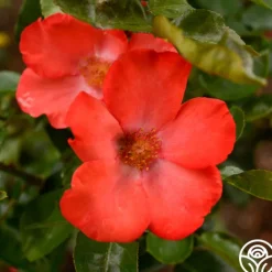 Christine™>Heirloom Roses Outlet