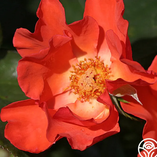 Christine™>Heirloom Roses Outlet