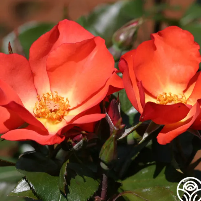 Christine™>Heirloom Roses Outlet