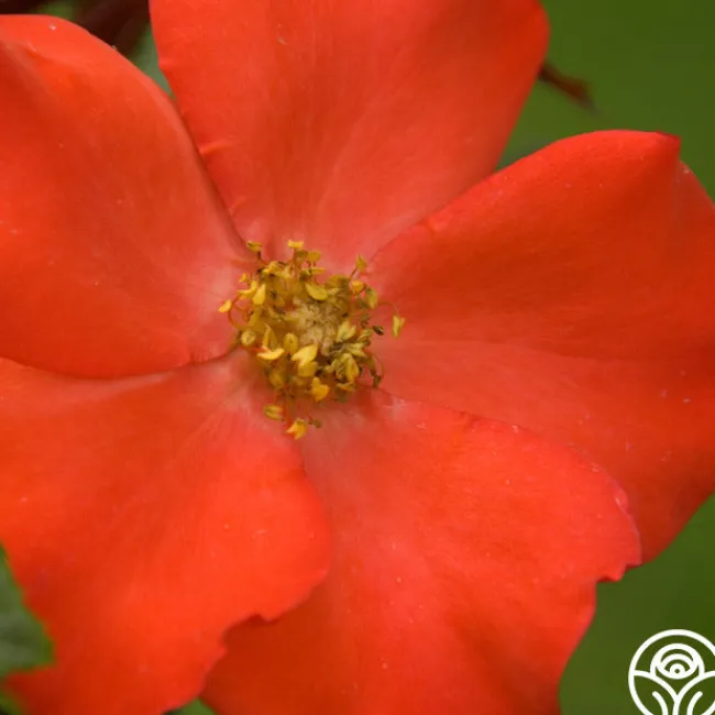 Christine™>Heirloom Roses Outlet