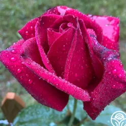 Chrysler Imperial>Heirloom Roses Hot