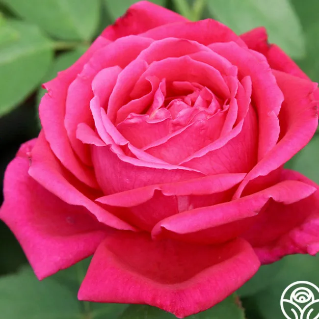 Chrysler Imperial>Heirloom Roses Hot