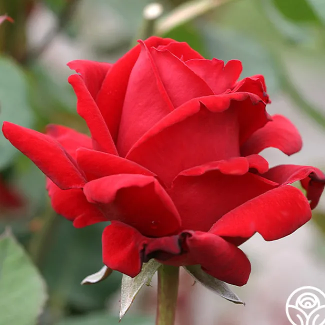 Chrysler Imperial>Heirloom Roses Hot