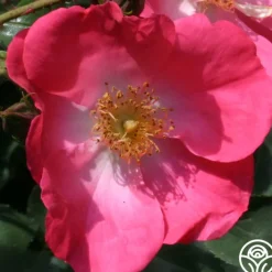 Chuckles>Heirloom Roses Sale