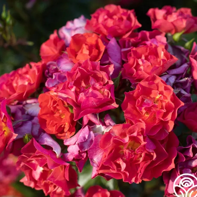 Cinco de Mayo>Heirloom Roses