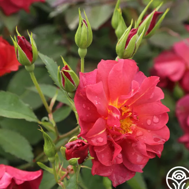 Cinco de Mayo>Heirloom Roses