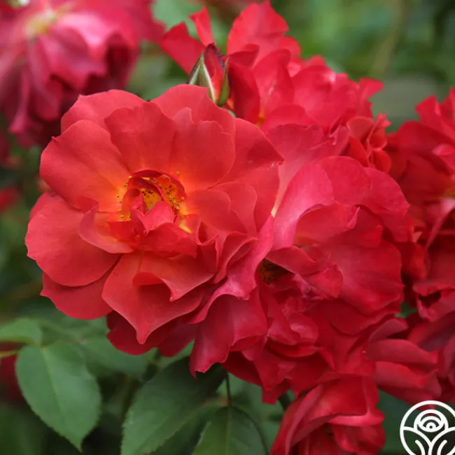 Cinco de Mayo>Heirloom Roses
