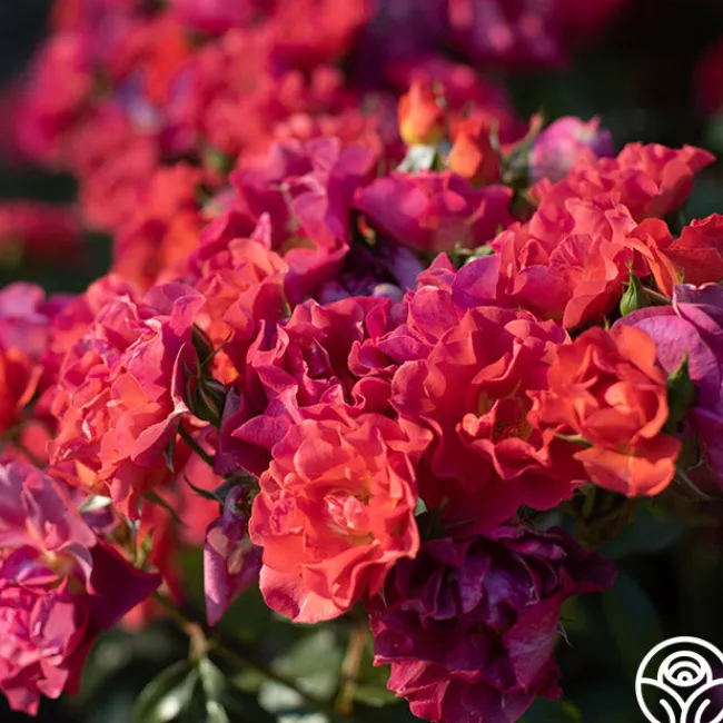Cinco de Mayo>Heirloom Roses