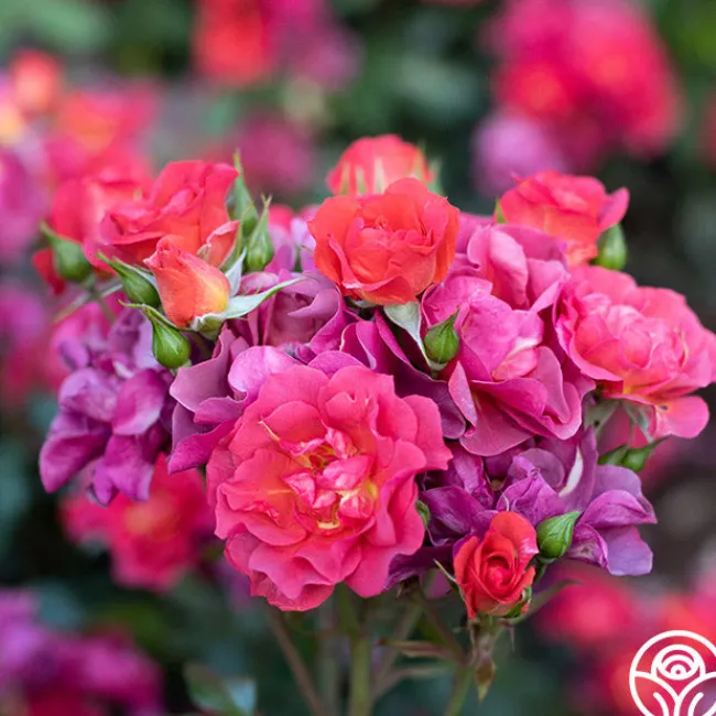 Cinco de Mayo>Heirloom Roses