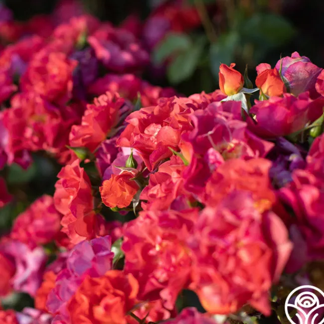 Cinco de Mayo>Heirloom Roses