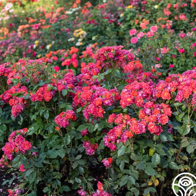 Cinco de Mayo>Heirloom Roses