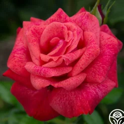 Cinnamon Dolce™>Heirloom Roses