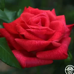 Cinnamon Dolce™><noscript><img width=