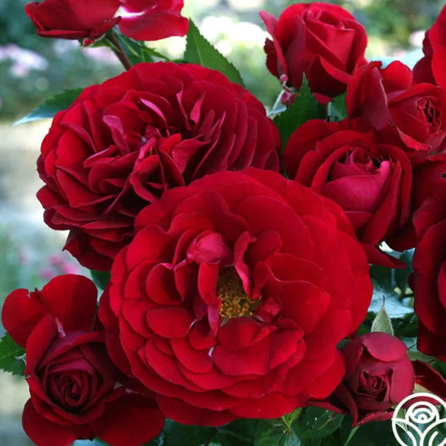 Citiscape® Bordeaux™>Heirloom Roses Clearance