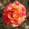 Citrus Splash™>Heirloom Roses Hot