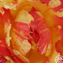 Citrus Splash™>Heirloom Roses Hot