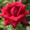 CL Crimson Glory>Heirloom Roses Sale