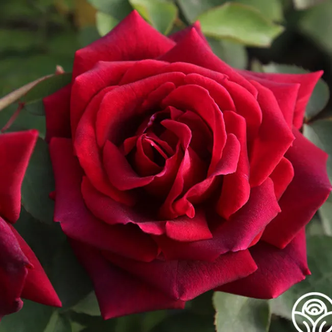 CL Crimson Glory>Heirloom Roses Sale
