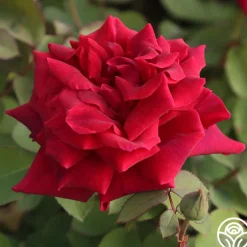 CL Crimson Glory><noscript><img width=
