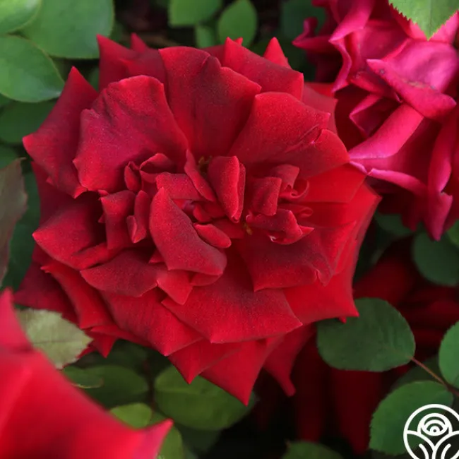 CL Crimson Glory>Heirloom Roses Sale