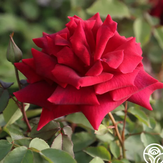 CL Crimson Glory>Heirloom Roses Sale