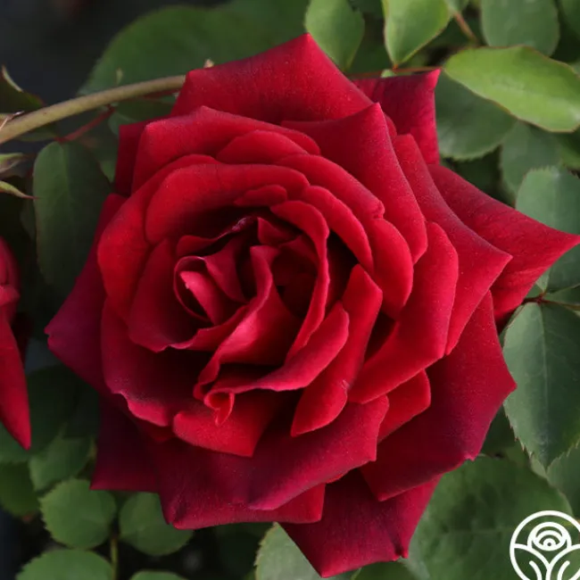 CL Crimson Glory>Heirloom Roses Sale