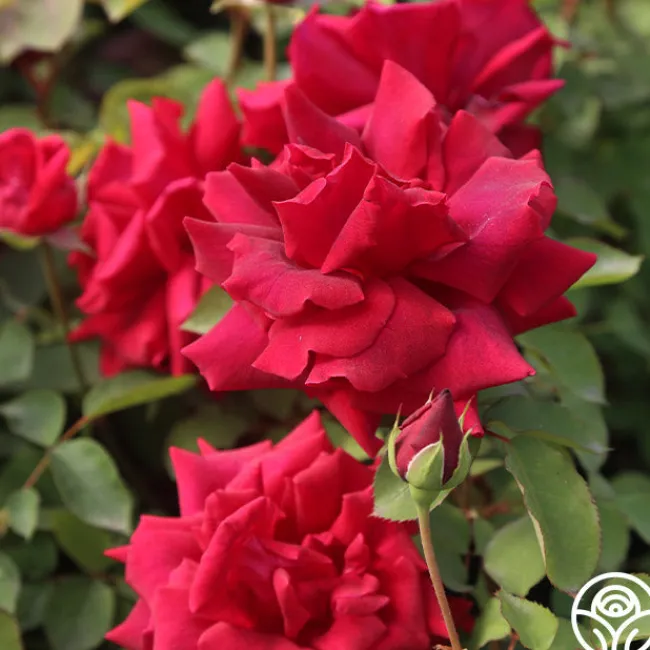 CL Crimson Glory>Heirloom Roses Sale