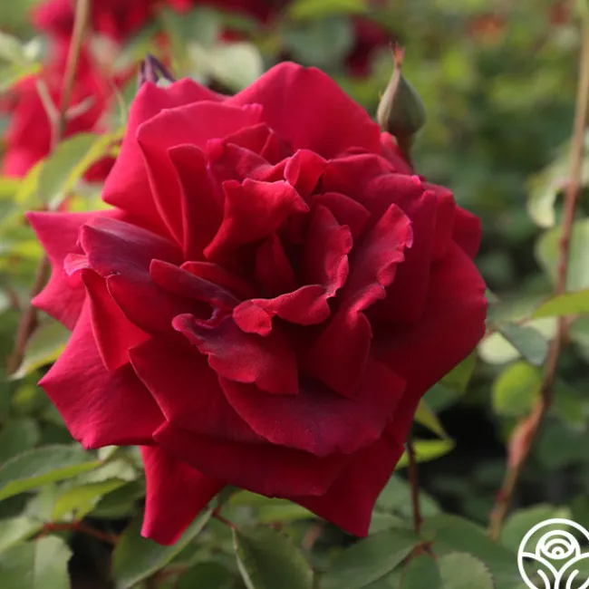 CL Crimson Glory>Heirloom Roses Sale