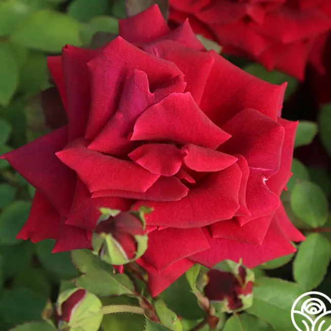 CL Crimson Glory>Heirloom Roses Sale