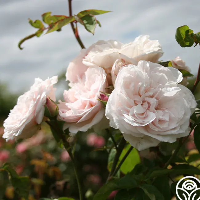 CL Devoniensis>Heirloom Roses Best