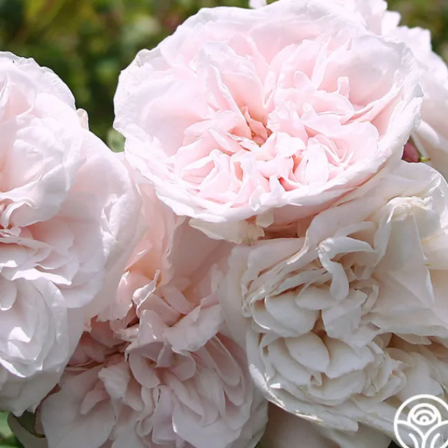 CL Devoniensis>Heirloom Roses Best