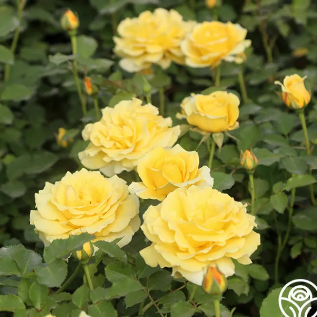 CL Gold Badge>Heirloom Roses Clearance