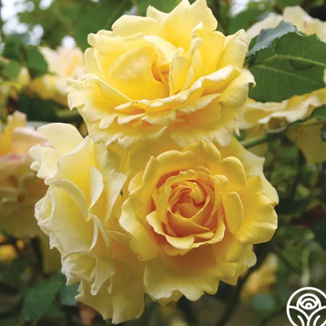 CL Gold Badge>Heirloom Roses Clearance