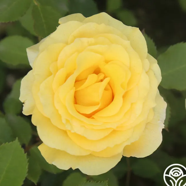 CL Gold Badge>Heirloom Roses Clearance