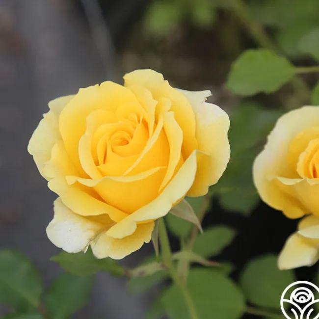 CL Gold Badge>Heirloom Roses Clearance