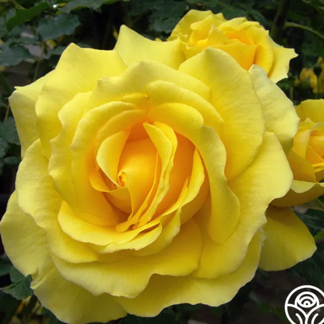 CL Gold Badge>Heirloom Roses Clearance