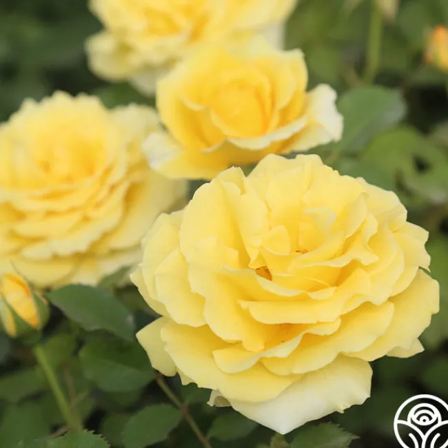 CL Gold Badge>Heirloom Roses Clearance