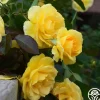 CL Good Day Sunshine™>Heirloom Roses Best
