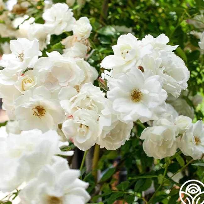 CL Iceberg>Heirloom Roses Best