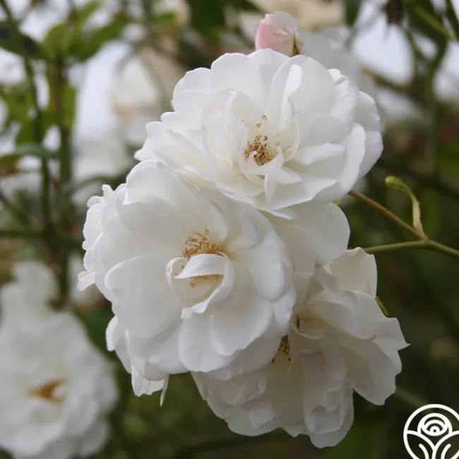 CL Iceberg>Heirloom Roses Best