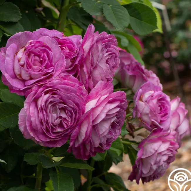CL Lavender Crush™>Heirloom Roses Hot