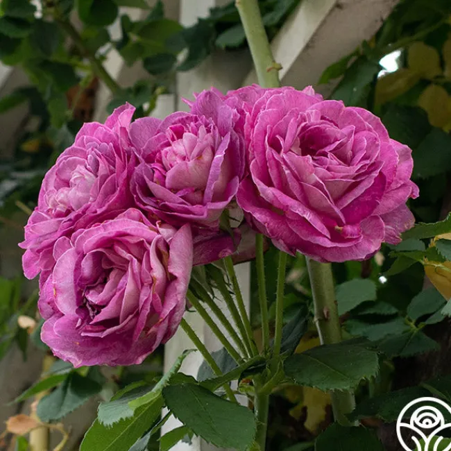 CL Lavender Crush™>Heirloom Roses Hot